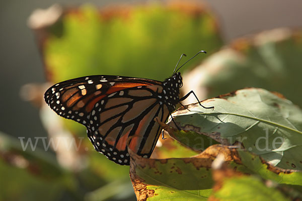 Monarchfalter (Danaus plexippus)