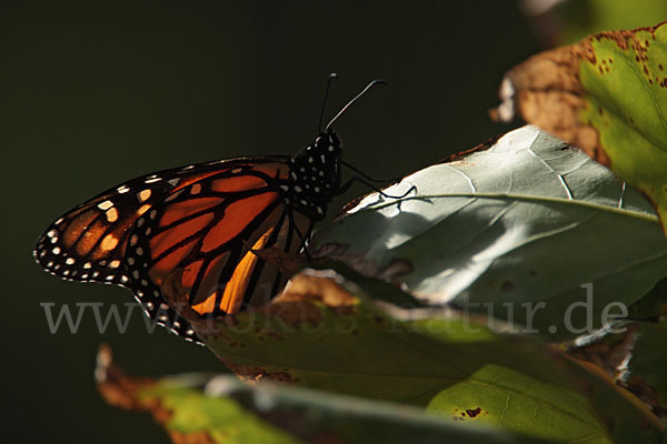 Monarchfalter (Danaus plexippus)