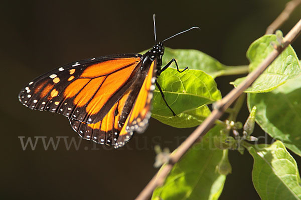 Monarchfalter (Danaus plexippus)