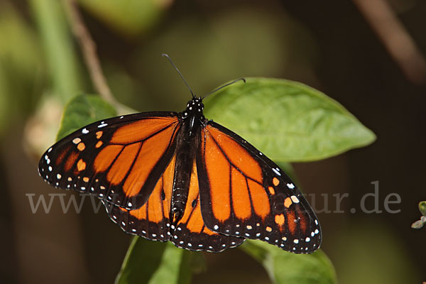 Monarchfalter (Danaus plexippus)