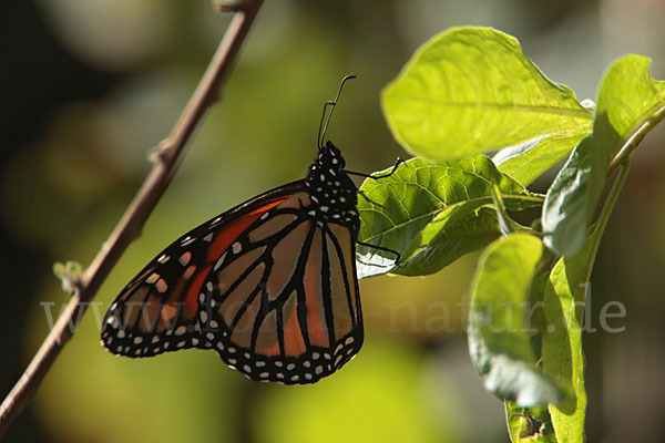 Monarchfalter (Danaus plexippus)