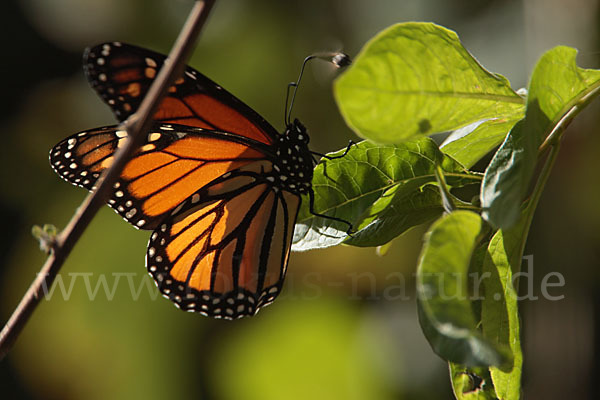 Monarchfalter (Danaus plexippus)