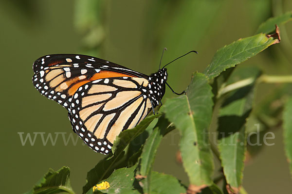 Monarchfalter (Danaus plexippus)