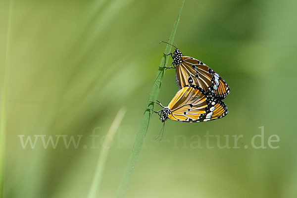 Monarchfalter (Danaus plexippus)