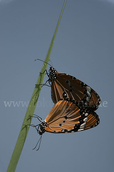 Monarchfalter (Danaus plexippus)