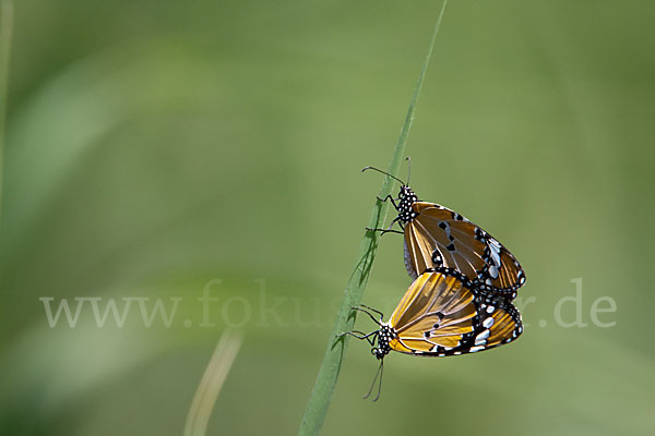 Monarchfalter (Danaus plexippus)