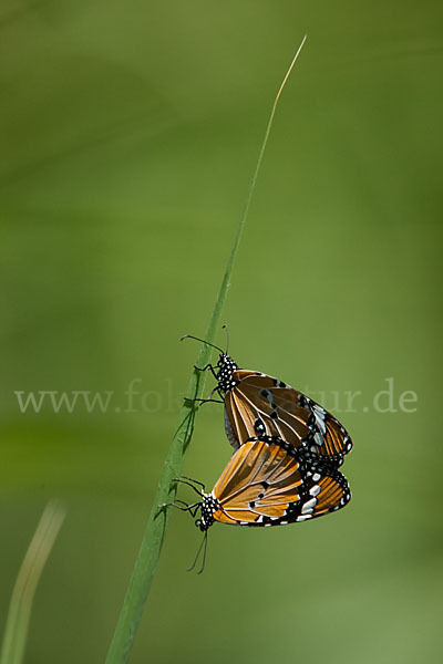 Monarchfalter (Danaus plexippus)