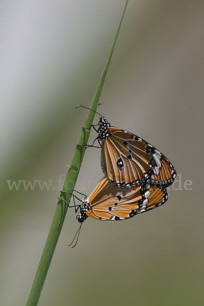 Monarchfalter (Danaus plexippus)