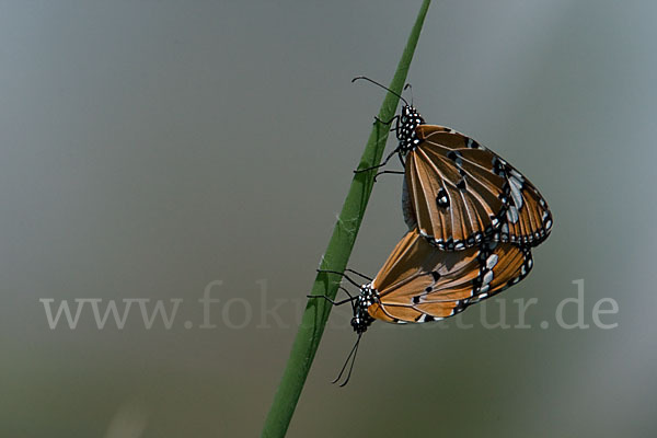 Monarchfalter (Danaus plexippus)