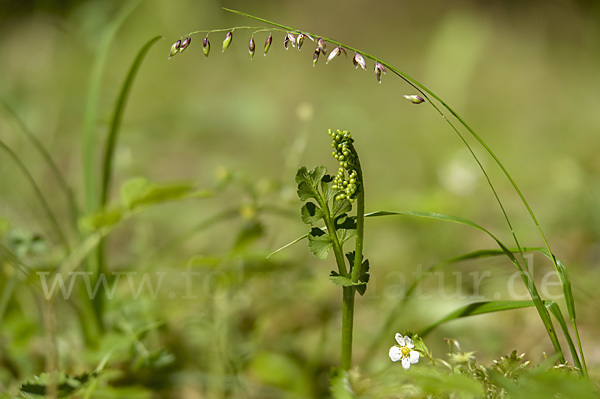 Mond-Rautenfarn (Botrychium lunaria)