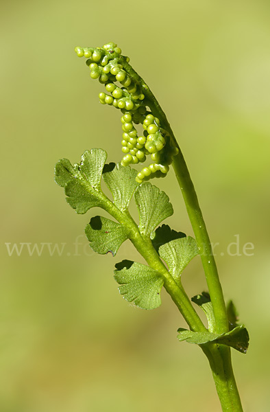 Mond-Rautenfarn (Botrychium lunaria)