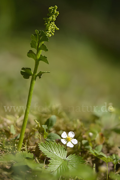 Mond-Rautenfarn (Botrychium lunaria)