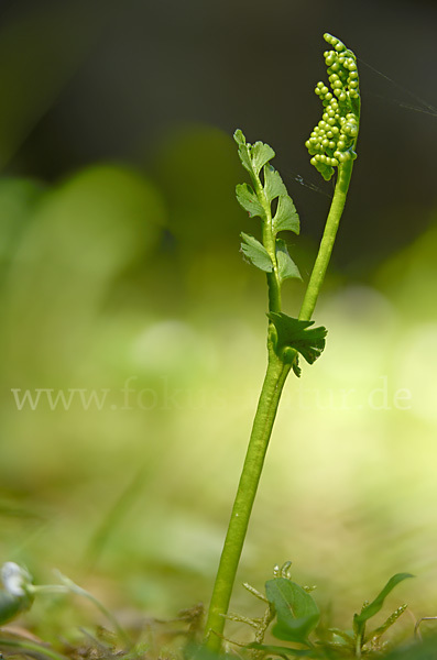 Mond-Rautenfarn (Botrychium lunaria)