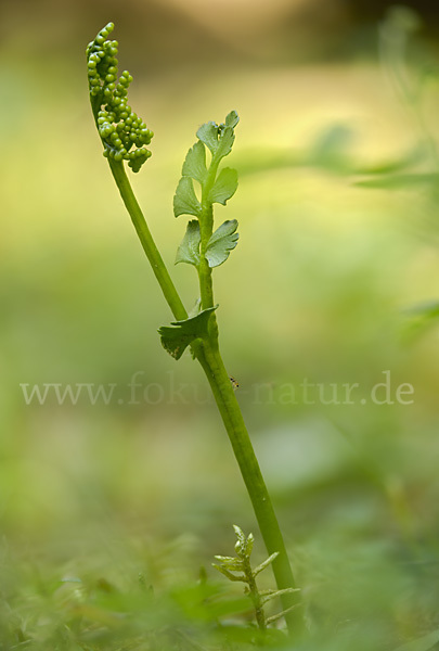 Mond-Rautenfarn (Botrychium lunaria)