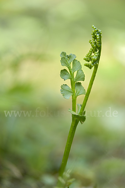 Mond-Rautenfarn (Botrychium lunaria)