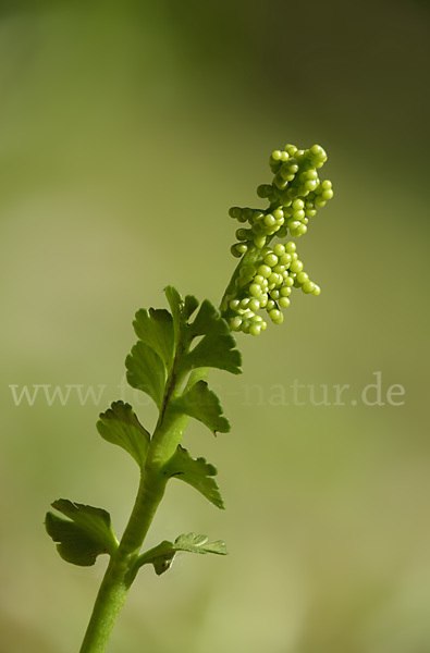 Mond-Rautenfarn (Botrychium lunaria)