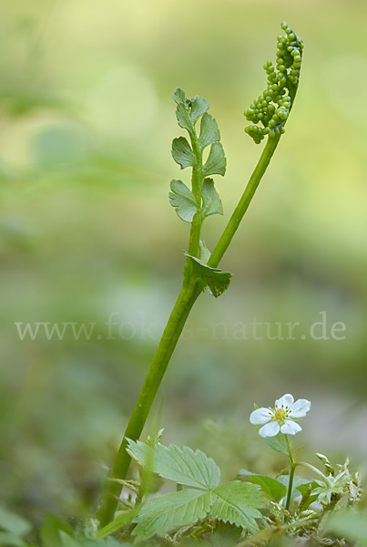 Mond-Rautenfarn (Botrychium lunaria)