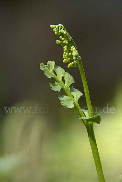 Mond-Rautenfarn (Botrychium lunaria)