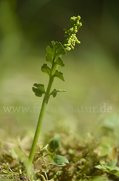 Mond-Rautenfarn (Botrychium lunaria)