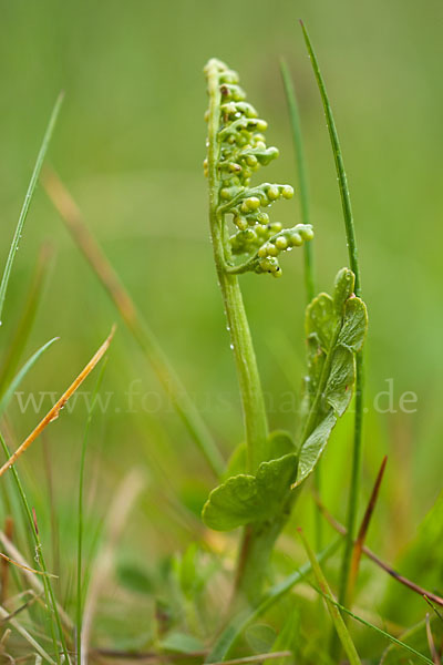 Mond-Rautenfarn (Botrychium lunaria)