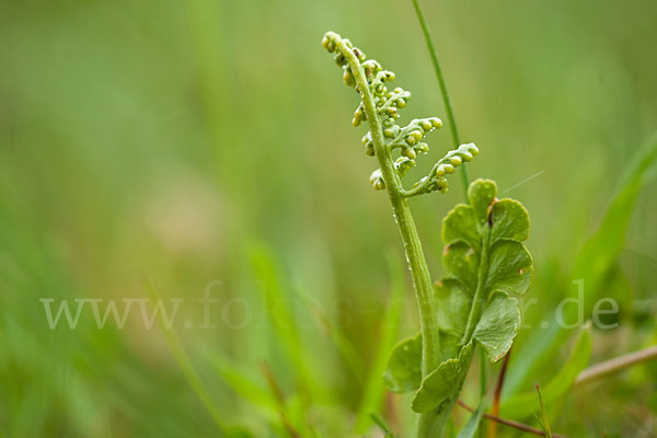 Mond-Rautenfarn (Botrychium lunaria)