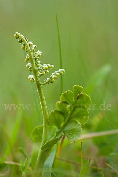 Mond-Rautenfarn (Botrychium lunaria)