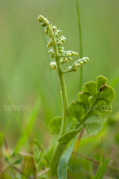 Mond-Rautenfarn (Botrychium lunaria)