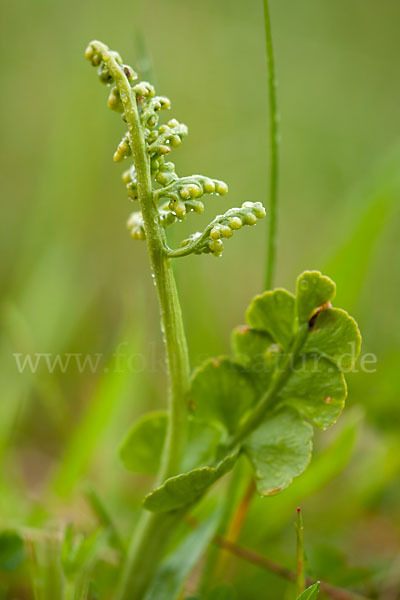 Mond-Rautenfarn (Botrychium lunaria)