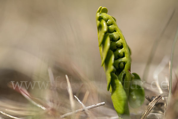 Mond-Rautenfarn (Botrychium lunaria)