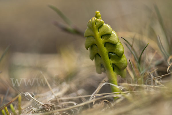 Mond-Rautenfarn (Botrychium lunaria)