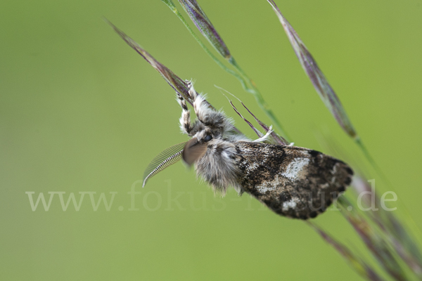 Mondfleck-Bürstenspinner (Gynaephora selenitica)