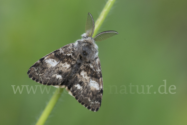 Mondfleck-Bürstenspinner (Gynaephora selenitica)