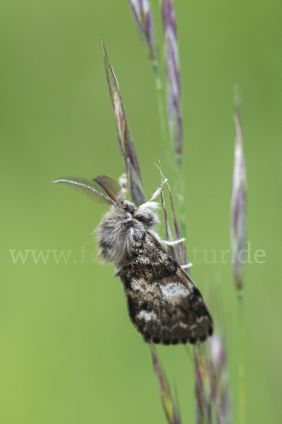 Mondfleck-Bürstenspinner (Gynaephora selenitica)