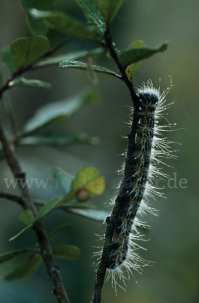 Mondvogel (Phalera bucephala)