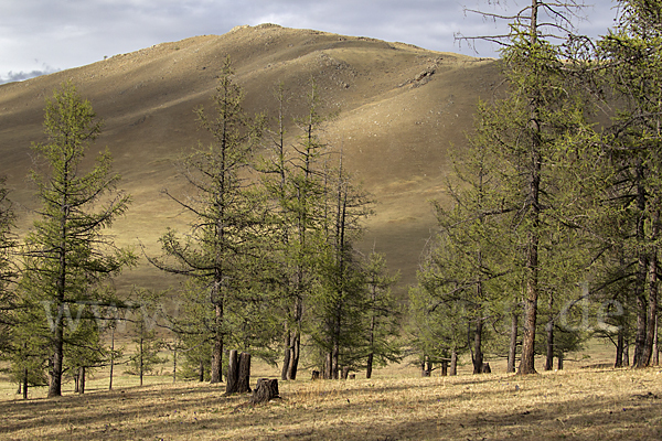 Mongolei (Mongolia)