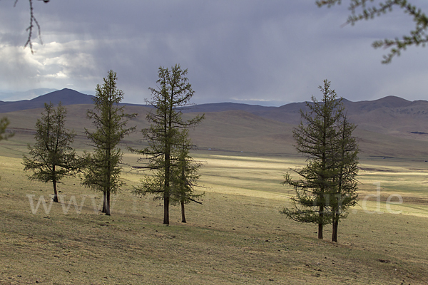 Mongolei (Mongolia)