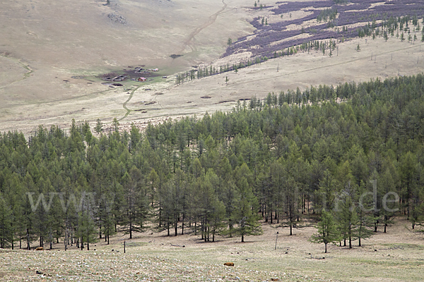 Mongolei (Mongolia)