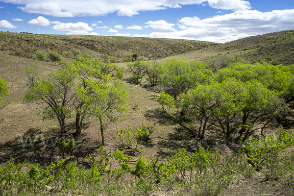 Mongolei (Mongolia)