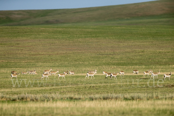 Mongoleigazelle (Procapra gutturosa)