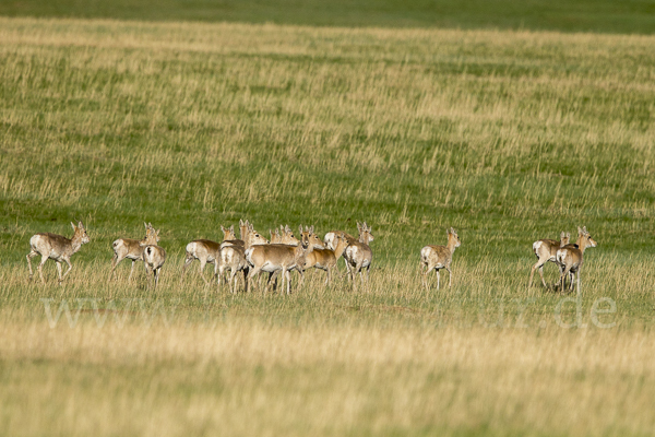 Mongoleigazelle (Procapra gutturosa)