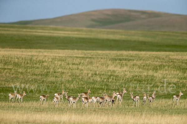 Mongoleigazelle (Procapra gutturosa)