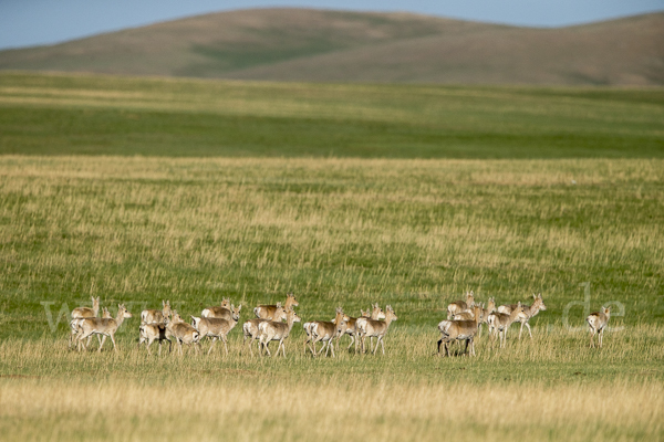 Mongoleigazelle (Procapra gutturosa)