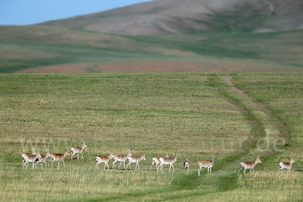 Mongoleigazelle (Procapra gutturosa)