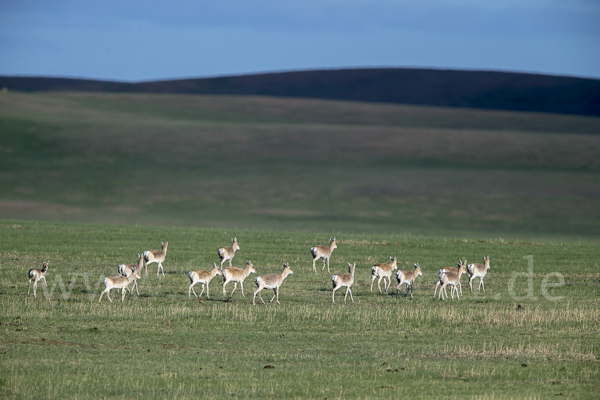 Mongoleigazelle (Procapra gutturosa)