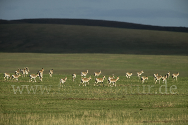 Mongoleigazelle (Procapra gutturosa)