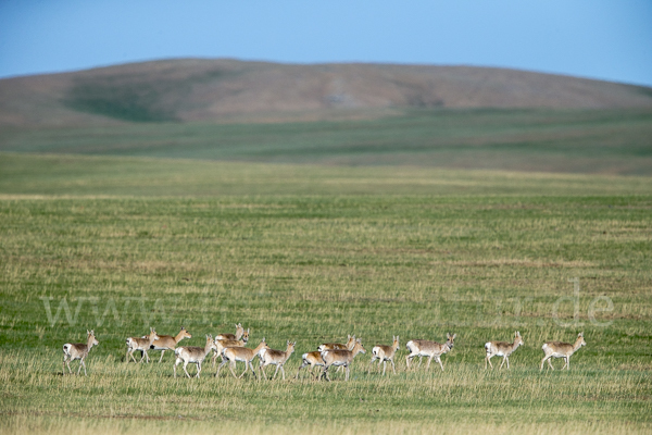 Mongoleigazelle (Procapra gutturosa)