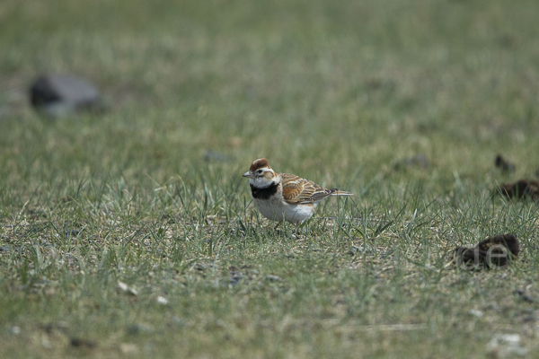 Mongolenlerche (Melanocorypha mongolica)