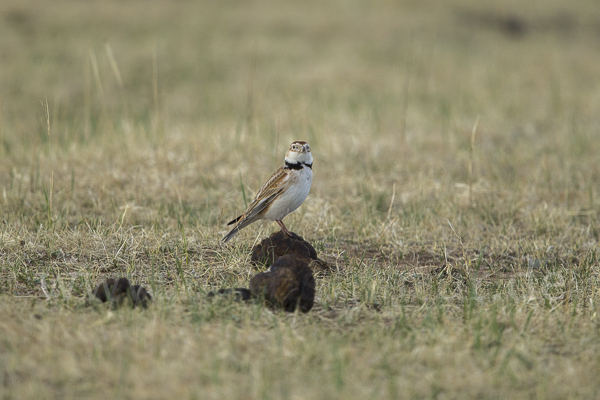 Mongolenlerche (Melanocorypha mongolica)