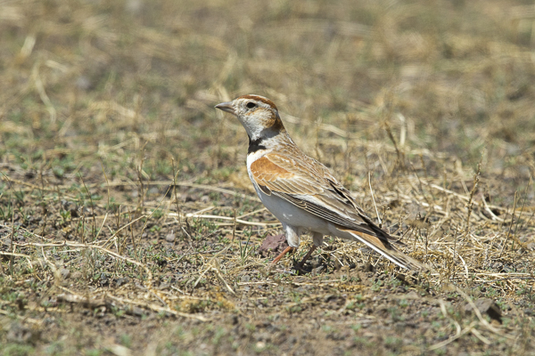 Mongolenlerche (Melanocorypha mongolica)