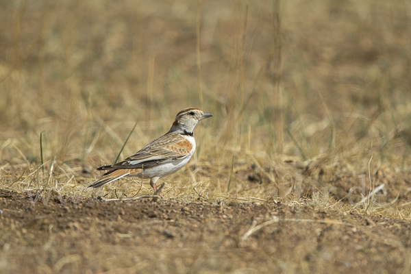 Mongolenlerche (Melanocorypha mongolica)